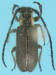  Eupogonius yeiuba