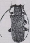  Inermestola densepunctata