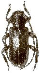  Mimasyngenes lepidotus