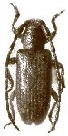  Mimasyngenes lineatipennis