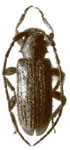  Mimasyngenes quiuira