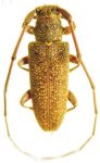  Mimestoloides fasciatus