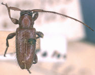  Parablabicentrus angustatus