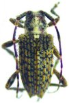  Piruana pulchra