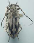  Tigrinestola tigrina