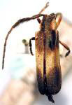  Abycendaua duplicata