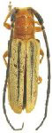  Adesmus nigrolineatus