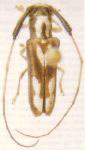  Adesmus stellatus