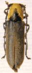  Alampyris flavicollis