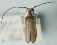  Alampyris photinoides