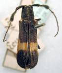  Cacupira iodina