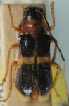  Chrysaperda collaris