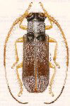  Eranina cretaria