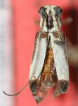  Eranina icambi