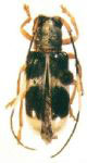  Essostruthella acatinga