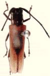  Fredlanea aequatoria