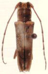  Fredlanea viridipennis