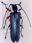  Hilaroleopsis nigerrima