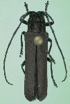  Hilaroleopsis theurgus