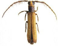  Icimauna pallidipennis