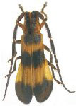  Ipepo dilatatus