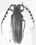  Isomerida lanifica