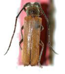  Isomerida separata