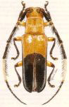  Itumbiara denudata