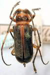  Lapazina discicollis