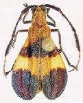  Lycidola popeba