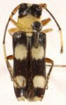  Ocoa ochromimoides