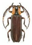  Okamira pulchra