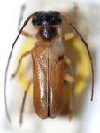  Olivensa mimula