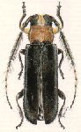 Piratininga mocoia