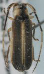  Sybaguasu murinum