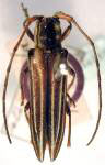  Tetanola polita