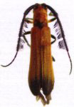  Tyrinthia nigroapicata