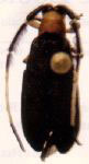  Tyrinthia patula