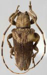  Hesycha bimaculata