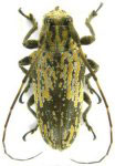  Hesychotypa crocea