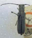 Mecas (Mecas) cinerea