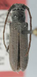  Mecas (Mecas) humeralis