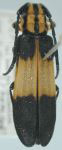 Mecas (Pannychis) sericeus