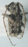  Alphomorphus vandykei