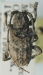  Ecyrus lineicollis