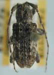  Ecyrus pacificus