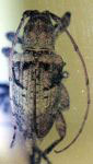  Hypomia mexicana
