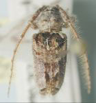  Poliaenus hesperus
