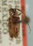  Poliaenus sparsus