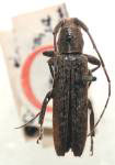  Ataxia perplexa
